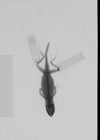 Media type: image; Herpetology R-146412